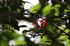 Peraxilla tetrapetala