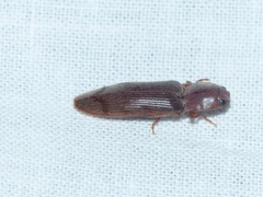 Stenagostus rhombeus