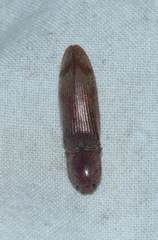 Stenagostus rhombeus