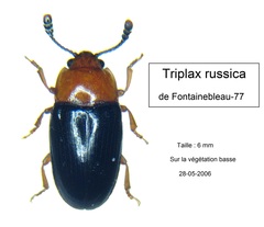 Triplax russica