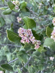 Rhus integrifolia