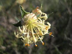 Pimelea angustifolia