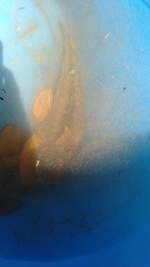 Channa striata