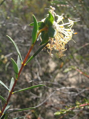 Pimelea angustifolia