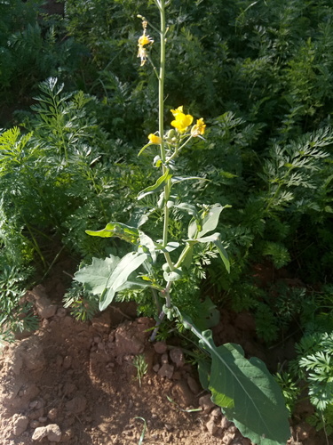 rapeseed