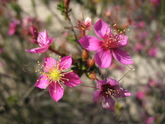 Calytrix brevifolia
