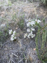 Eriogonum fasciculatum