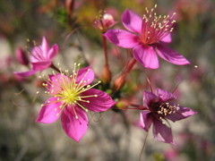 Calytrix brevifolia