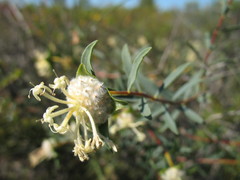 Pimelea angustifolia