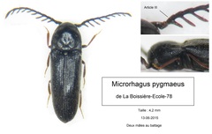Microrhagus pygmaeus