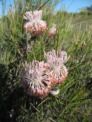 Isopogon divergens