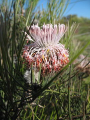 Isopogon divergens