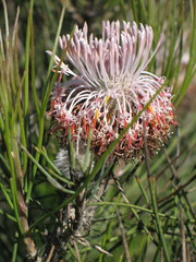 Isopogon divergens