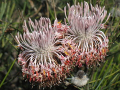 Isopogon divergens