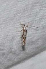 Lichenaula laniata