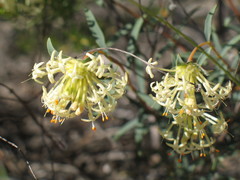 Pimelea angustifolia