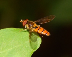 Episyrphus trisectus