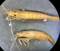 Atyopsis spinipes