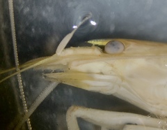 Atyopsis spinipes