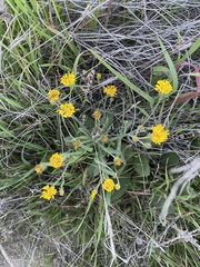 Heterotheca grandiflora
