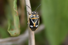 Eurydema gebleri