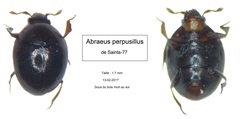 Abraeus perpusillus