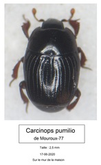 Carcinops pumilio