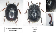 Gnathoncus rotundatus