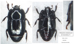 Platysoma compressum