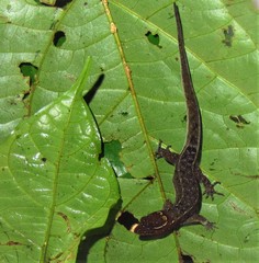 Sphaerodactylidae