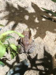 Physalaemus nattereri