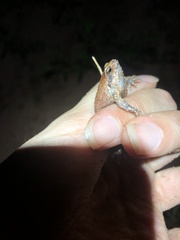 Physalaemus nattereri