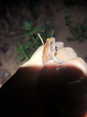 Physalaemus nattereri