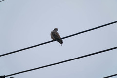 Streptopelia orientalis