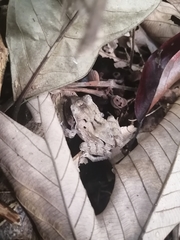 Craugastor megacephalus