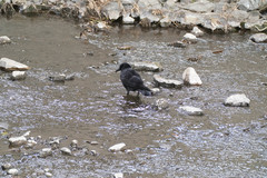 Corvus corone
