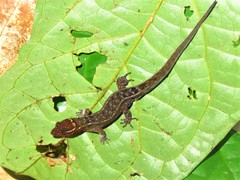 Sphaerodactylidae