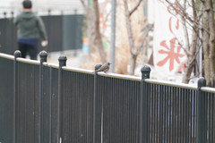 Hypsipetes amaurotis