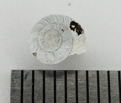 Helicopsis austriaca