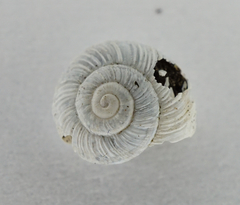 Helicopsis austriaca