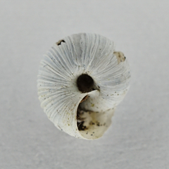 Helicopsis austriaca