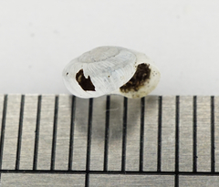 Helicopsis austriaca