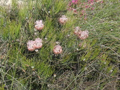 Isopogon divergens