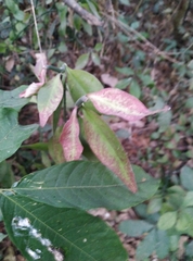Euphorbia tithymaloides