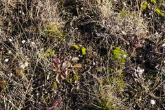 Helicopsis austriaca