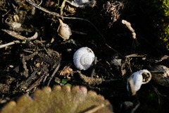 Helicopsis austriaca