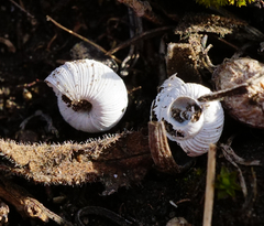 Helicopsis austriaca