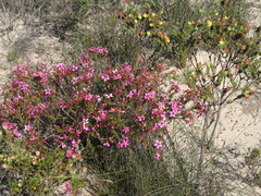 Calytrix brevifolia
