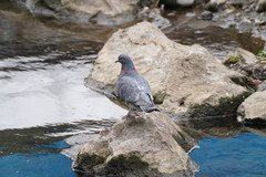 Columba livia domestica