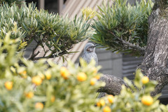 Hypsipetes amaurotis